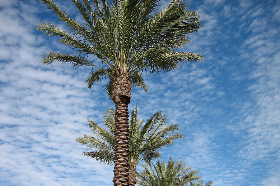Details of palm trees in front of cloudy blue sky.